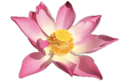 Soul Sisters Onlinekongress - Lotus Paket