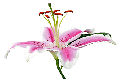 Soul Sisters Onlinekongress - Lilien Paket