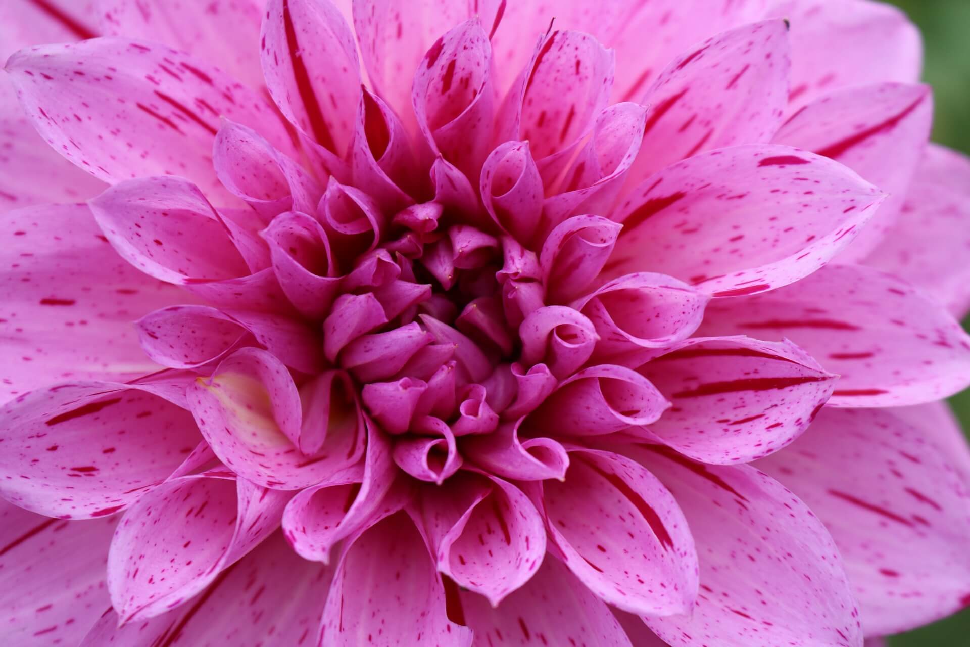 dahlia-1922991_1920 dahlia-1922991_1920