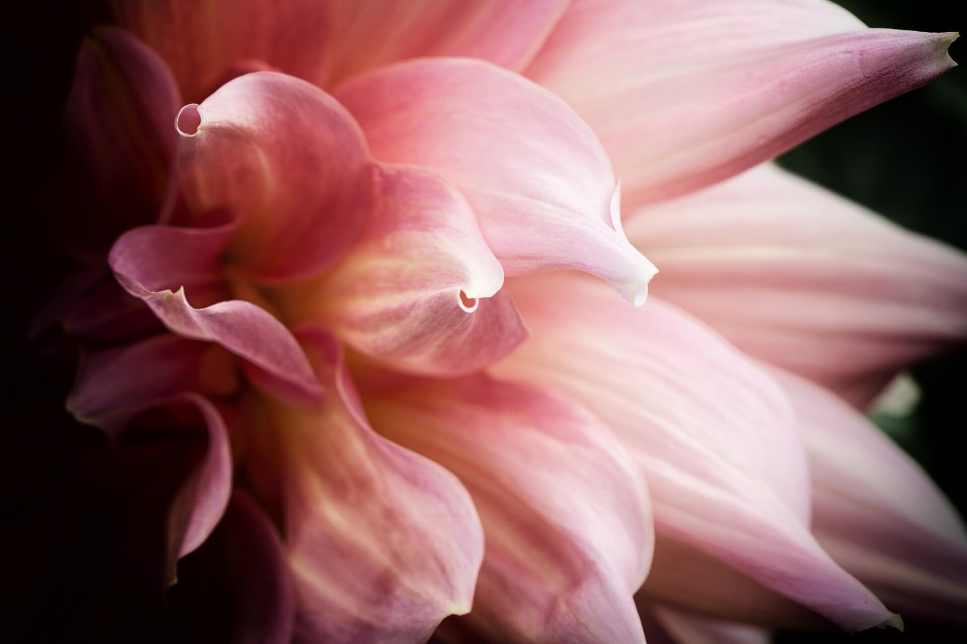flower-1786499_1920 flower-1786499_1920