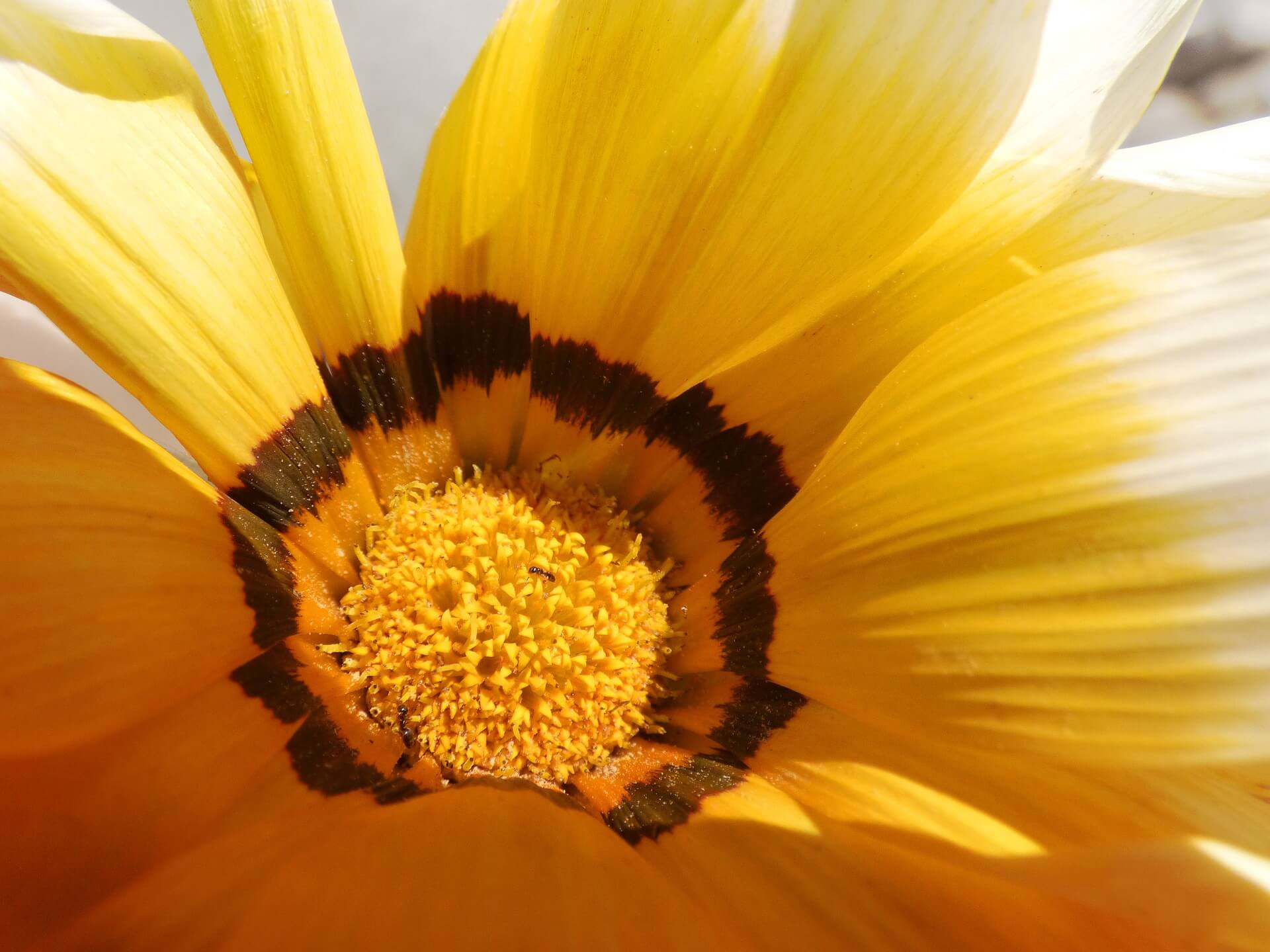 flower-2088855_1920 flower-2088855_1920